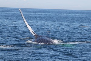 Humpback whale off Massachusetts 2014