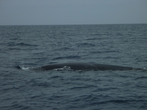 Fin whale off Pico May 2015